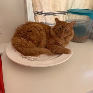 Meet your Posher, Malia